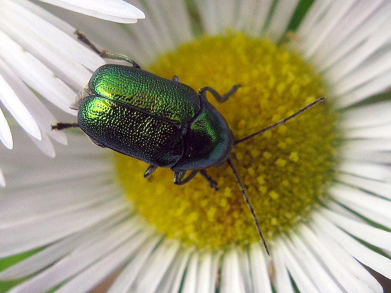 Chrysomelidae:   Cryptocephalus transiens